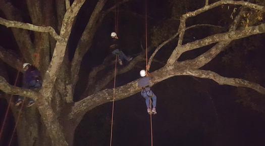 Elizabeth's students climbed trees at night and used black lights to observe fluorescing lichens.