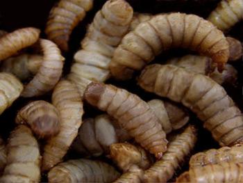 Black soldier fly larvae don't necessarily look delicious, but they are nutritious.