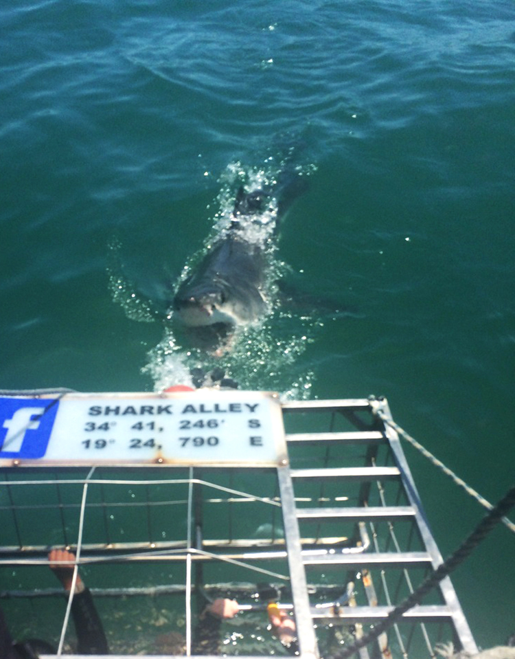 Bethany's research grant brought her to Gansbaai, South Africa to research Great White Shark conservation. PHOTO COURTESY OF BETHANY ROSEMORE.