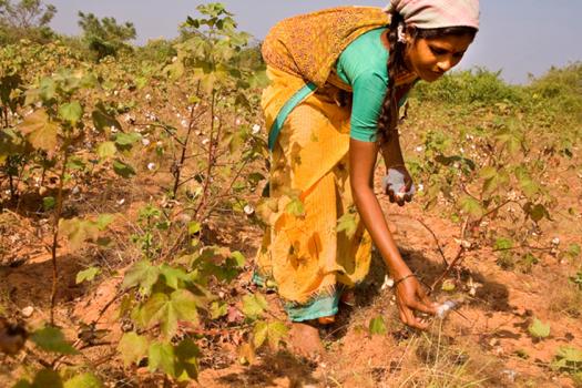 India's cotton production has decreased due to pests.