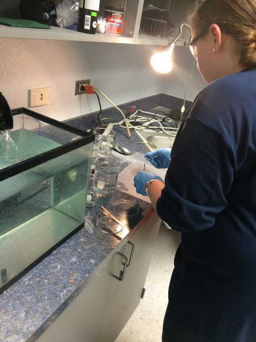 Mary's students study zebrafish larvae development, fin regeneration, and more.