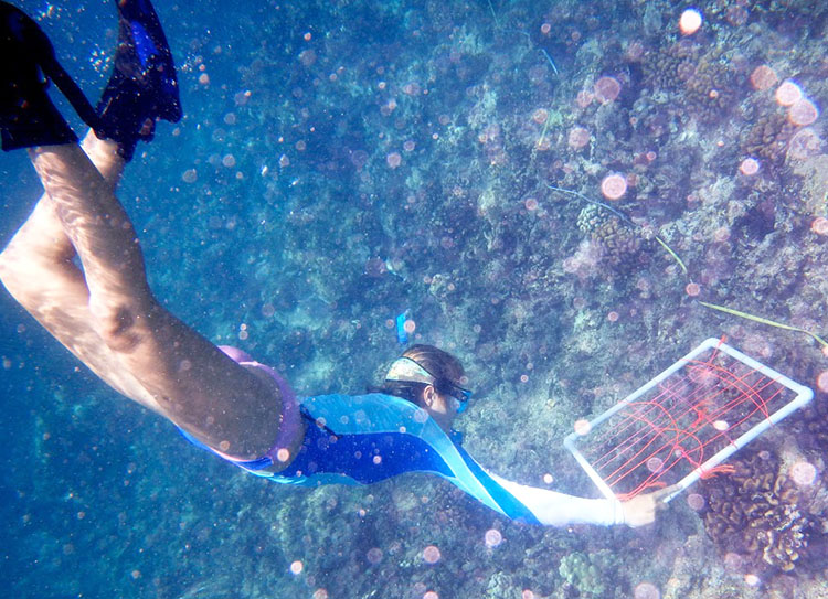 Meghan studies coral reefs in Hawaii.