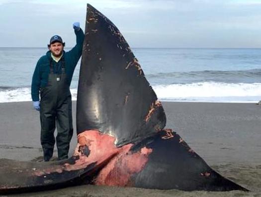Logan stands next to a dead blue whale while performing necropsy in Oregon. Work done under NMFS/MMPA and Oregon State University Permits.