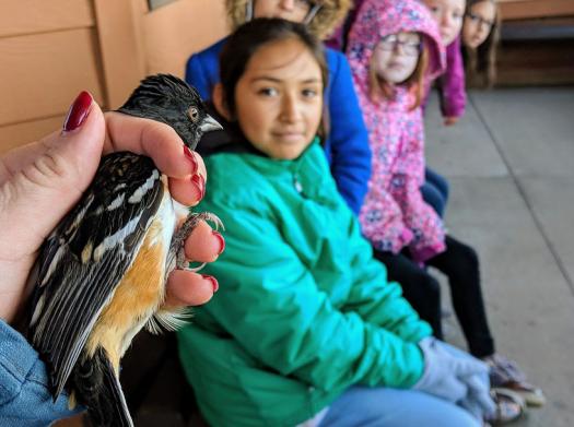 The students of the Bird Conservancy of the Rockies are shown a new species