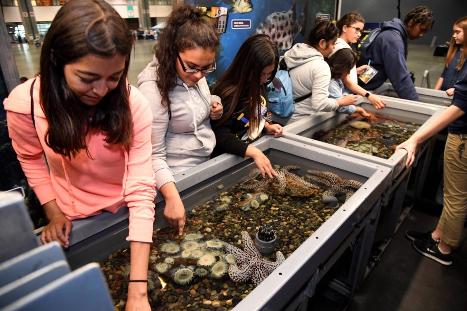 Student at the 2017 ISEF Education Outreach Day interacting with the touch pool of the Aquarium of the Pacific.