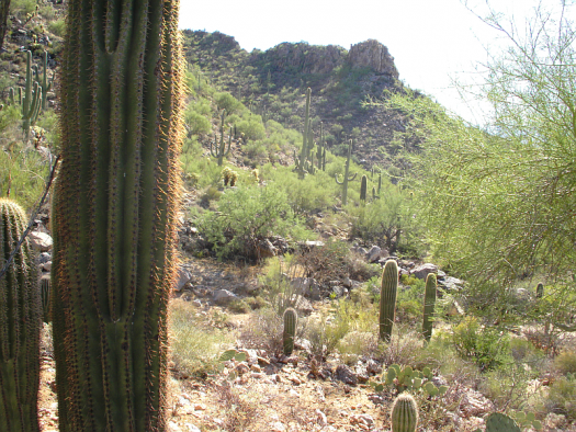 Picture of Oro Valley, AZ