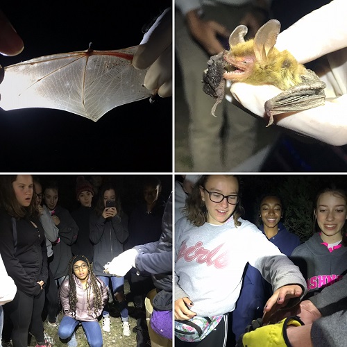 As part of SANITY, some students conducted research on bats.