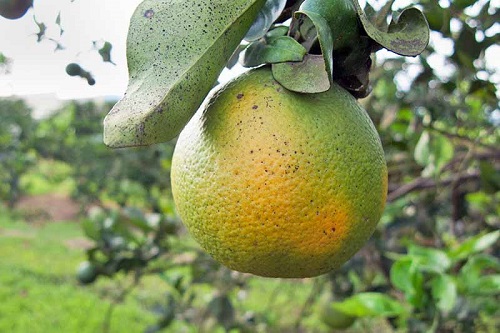 Citrus greening is a disease that kills citrus trees and has devastated the Florida citrus industry.
