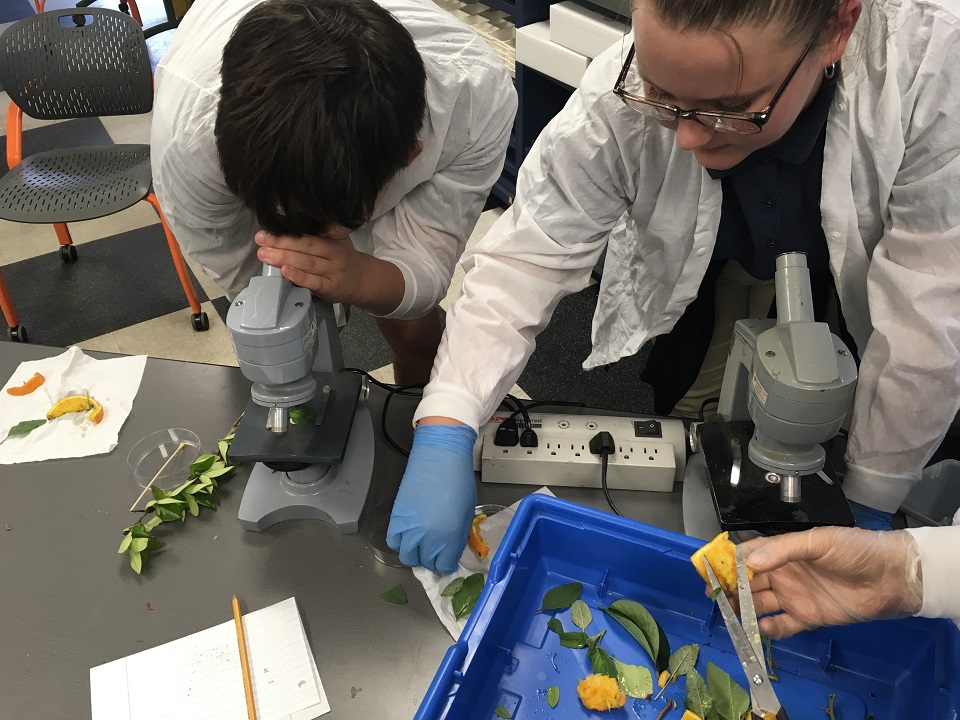 David Lockett used a STEM Research Grant to build a multi-year, hands-on citrus greening research program.