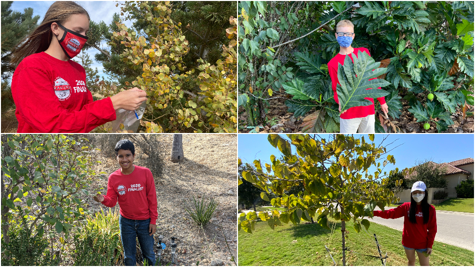 grid of four images- Broadcom MASTERS 2020 finalists collecting leaves