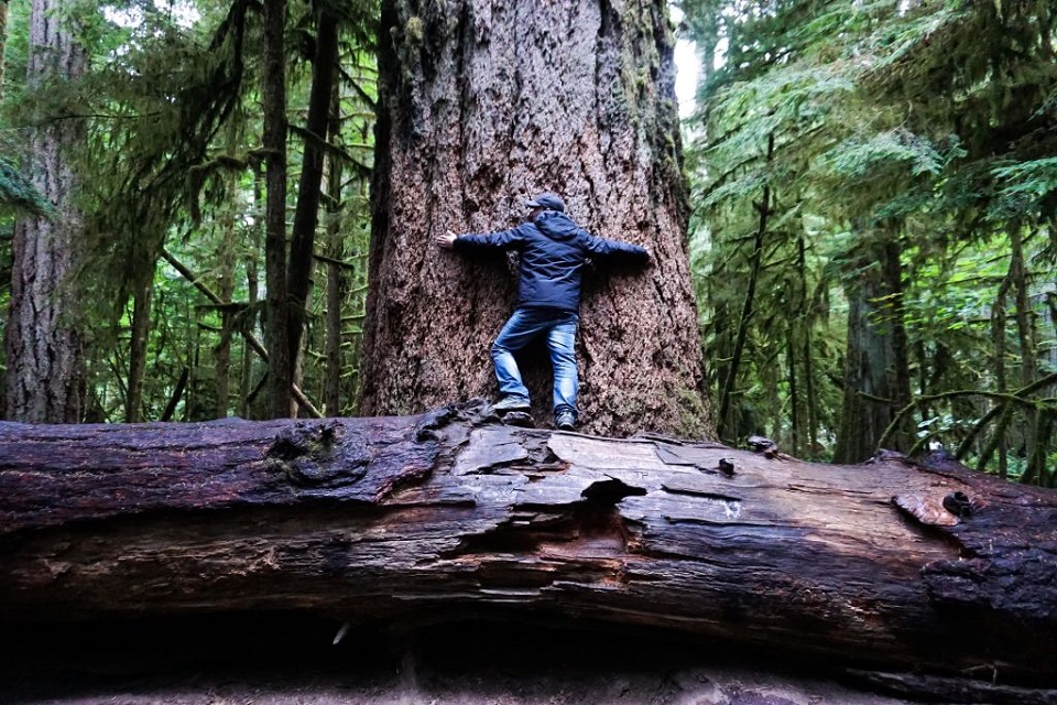 An 800-year-old Douglas fir on Vancouver Island, Canada.Credit...Matthew Bailey/VWPics/Universal Images Group, via Getty Images