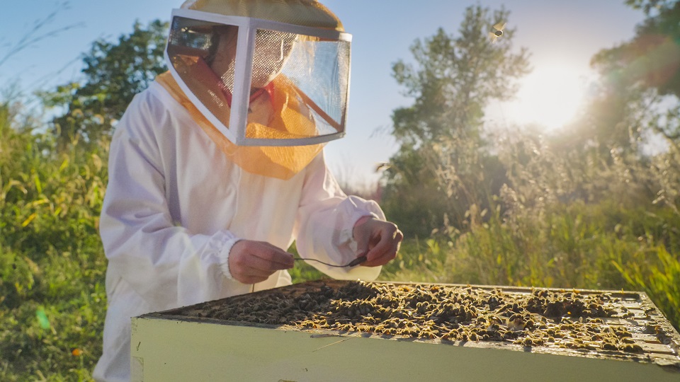 How to Be a Natural Beekeeper – Mother Earth News