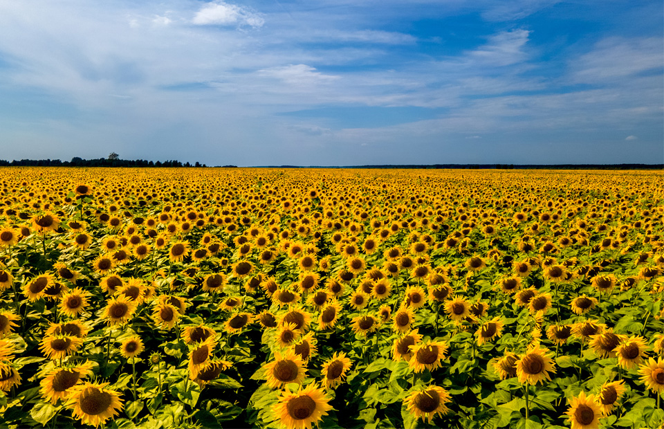 Scenic view of sunflower field against cloudy sky,Lviv,Ukraine