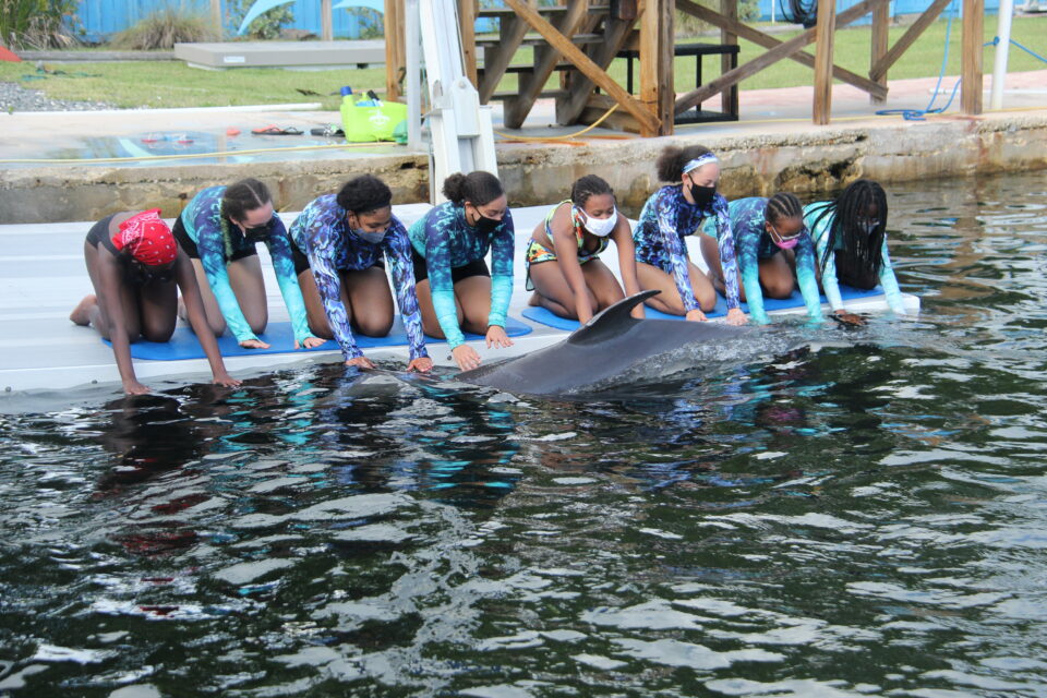 A group of young girls sit on a dock and watch a dolphin swim by.