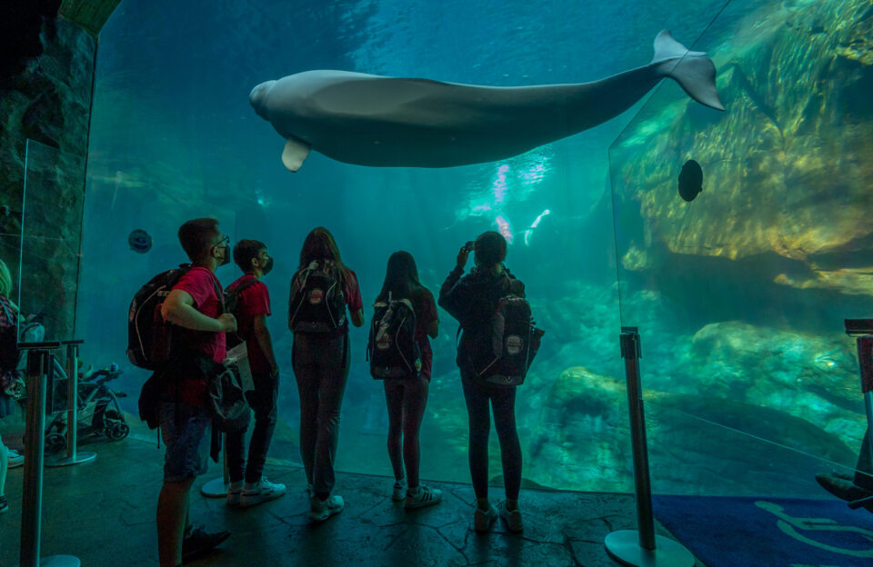 Students participating in Broadcom MASTERS International 2022 look at a whale shark at the Georgia Aquarium