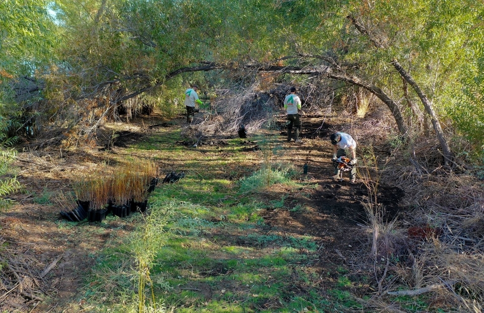 A green woodland landscape with three people in the background engaged in conservation activities