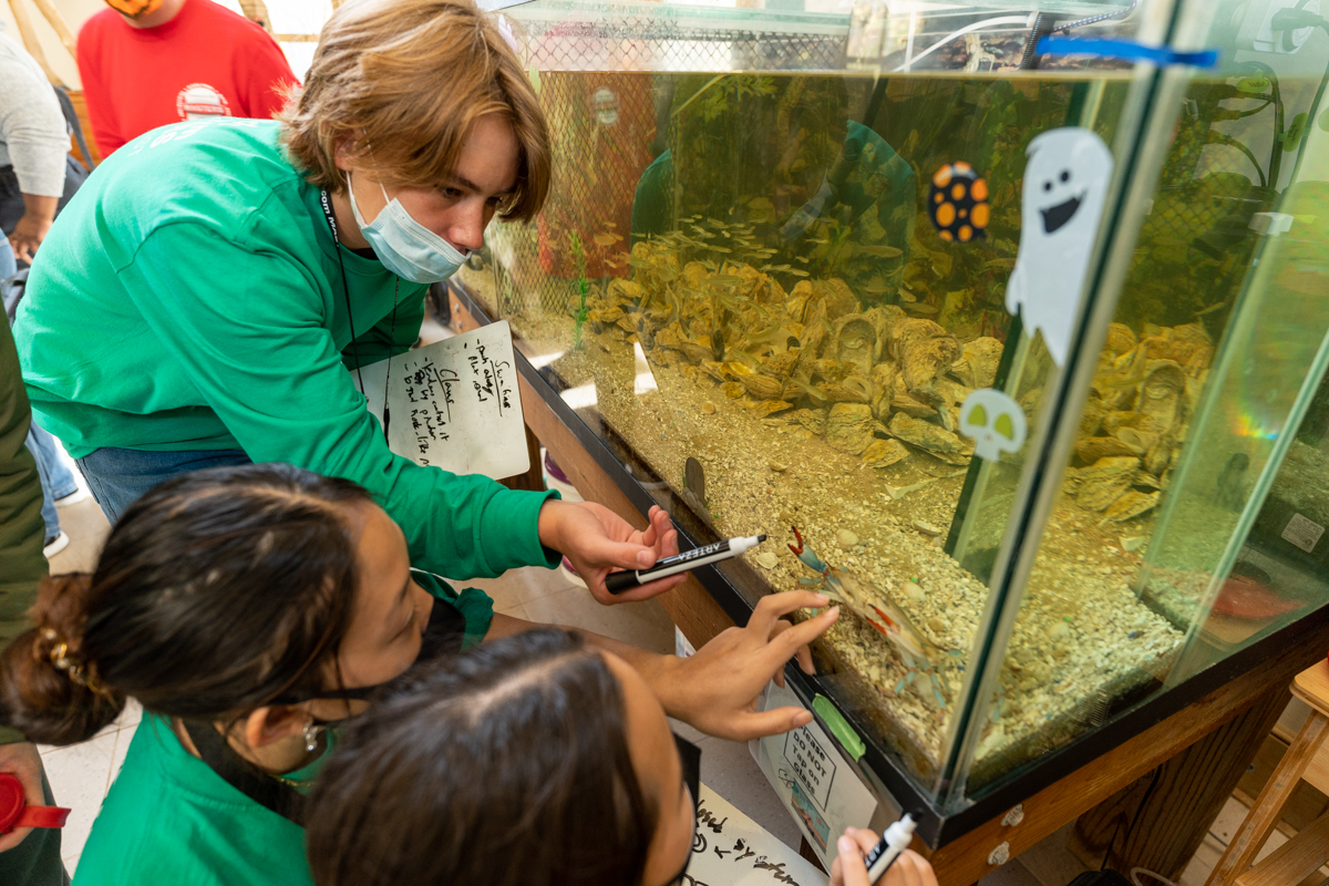 Members of the green team gather around an aquatic tank to observe blue crabs