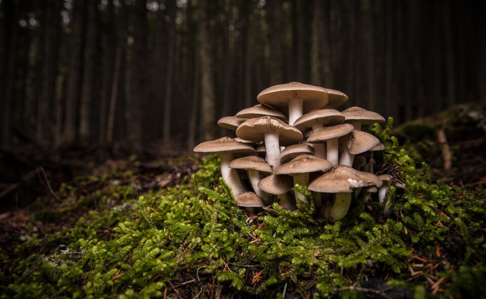 Mushrooms grow out of a leaf-covered log in a dark forest. Photo is from Creative Commons, no credit needed