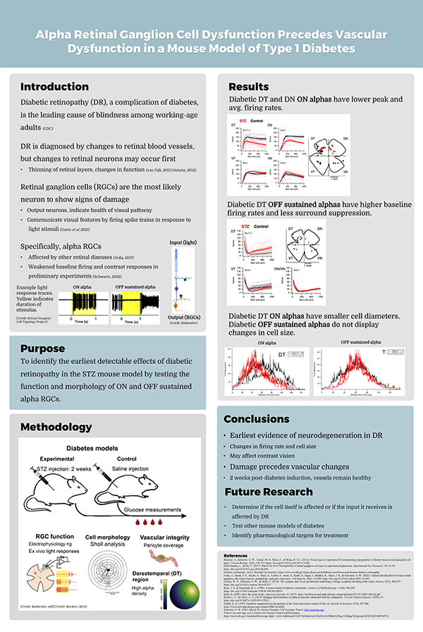 2023 STS Finalist Cindy DeDianous project board poster: Alpha Retinal Ganglion Cell Dysfunction Precedes Vascular Dysfunction in a Mouse Model of Type 1 Diabetes