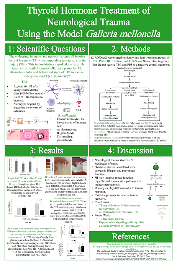 2023 STS Finalist Linden James project board poster: Thyroid Hormone Treatment of Neurological Trauma Using the Model Galleria mellonella