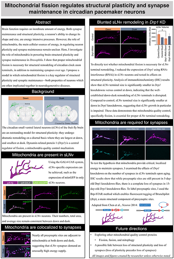 2023 STS Finalist Ryan Lee project board poster: Mitochondrial Fission Regulates Structural Plasticity and Synapse Maintenance in Circadian Pacemaker Neurons