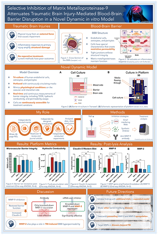 2023 STS Finalist Samantha Milewicz project board poster: Selective Inhibition of Matrix Metalloproteinase-9 Attenuates Traumatic Brain Injury Mediated Blood-Brain Barrier Disruption in a Novel Dynamic in vitro Model