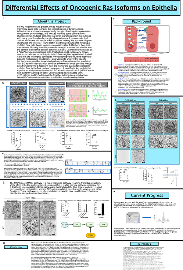 2023 STS Finalist Jason Wang: project board poster Differential Effects of Oncogenic Ras Isoforms on Epithelia