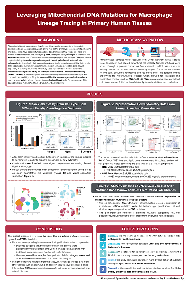 2024 Science Talent Search finalist Arnav N. Chakravarthy project poster: Leveraging Mitochondrial DNA Mutations for Macrophage Lineage Tracing in Primary Human Tissues
