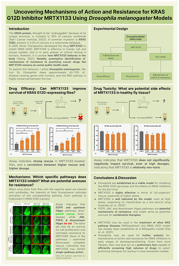 2024 Science Talent Search finalist Sophie Gao project poster: Uncovering Mechanisms of Action and Resistance for KRAS G12D Inhibitor MRTX1133 Using Drosophila melanogaster Models