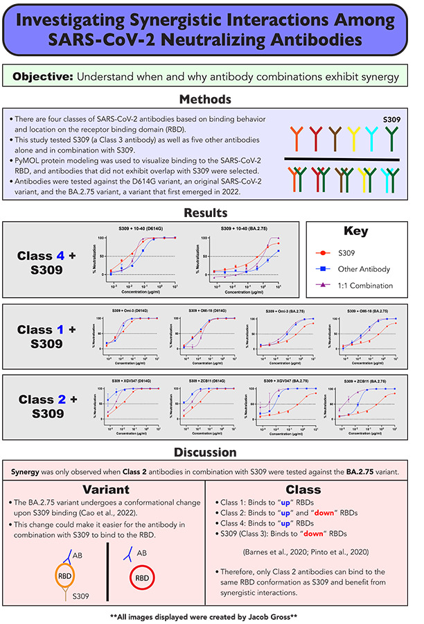 2024 Science Talent Search finalist Jacob Tyler Gross project poster: Investigating Synergistic Interactions Among SARS-CoV-2 Neutralizing Antibodies