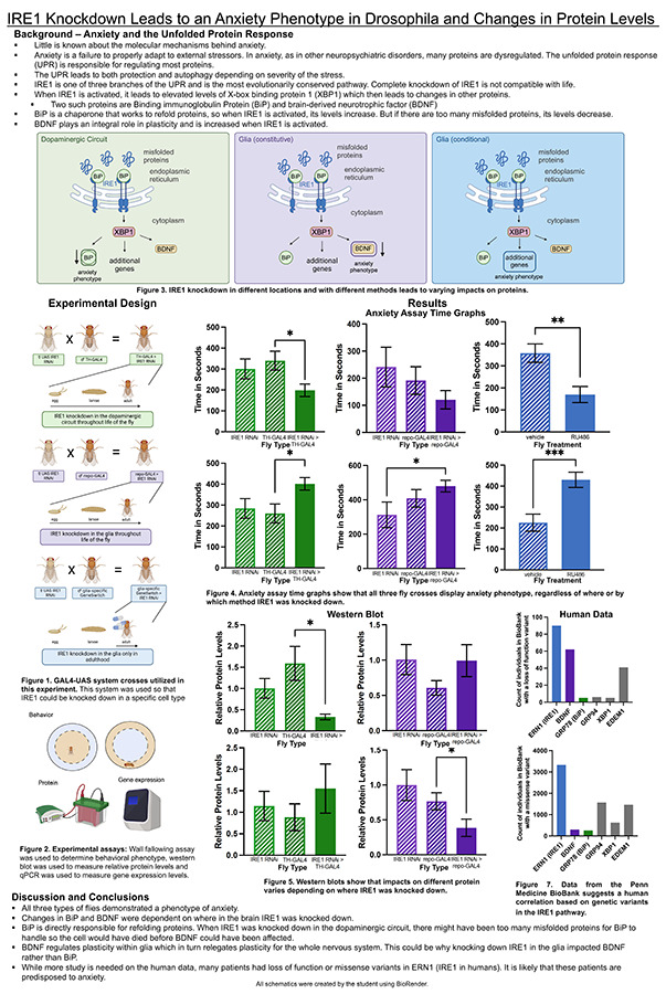 2024 Science Talent Search finalist Gavriela Beatrice Kalish-Schur project poster: IRE1 Knockdown Leads to an Anxiety Phenotype in Drosophila and Changes in BiP and BDNF Levels