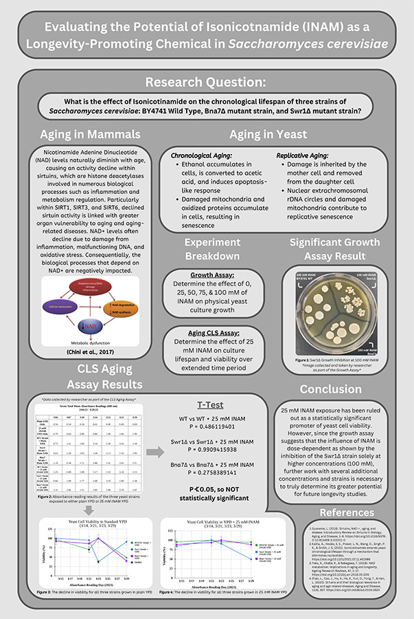 2024 Science Talent Search finalist Ramon Moreno project poster: The Influence of Isonicotinamide on the Chronological Lifespan of Saccharomyces cerevisiae Strains