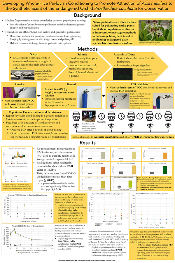 2024 Science Talent Search finalist Ella Pilacek project poster: Promoting Attraction of Apis mellifera to the Synthetic Scent of the Endangered Orchid Prosthechea cochleata Using Pavlovian Conditioning and Direct Feeding Paradigms for Conservation