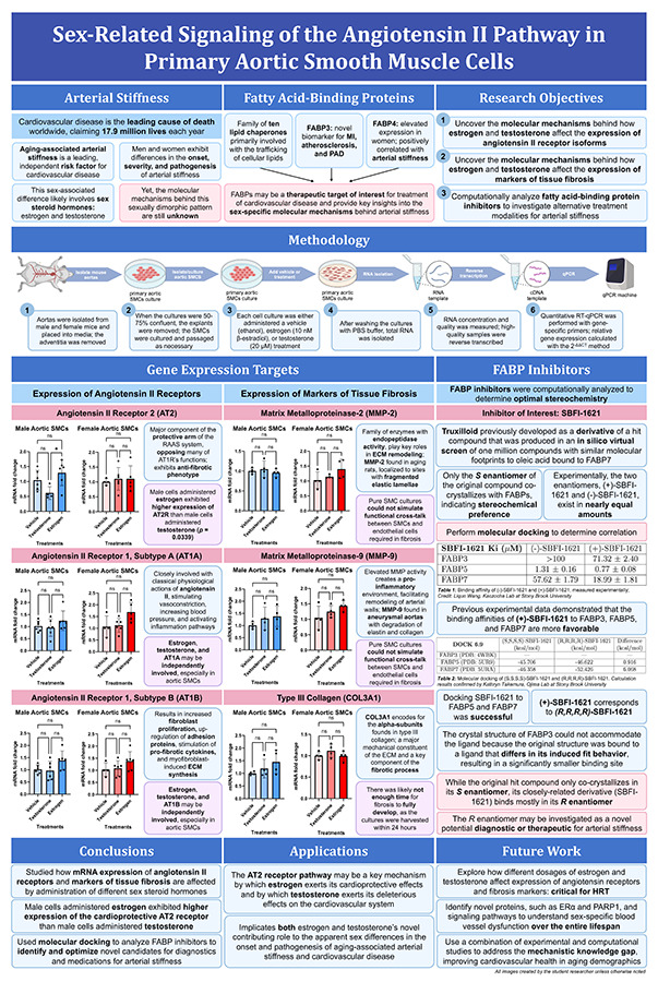 2024 Science Talent Search finalist Julianne Wu project poster: Sex-Related Signaling of the Angiotensin II Pathway in Primary Aortic Smooth Muscle Cells