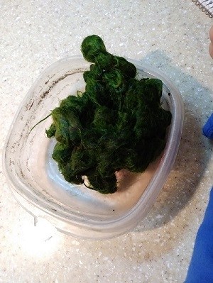 Harvesting wild algae to make paper - Society for Science