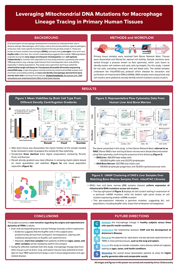2024 Science Talent Search finalist Arnav N. Chakravarthy project poster: Leveraging Mitochondrial DNA Mutations for Macrophage Lineage Tracing in Primary Human Tissues