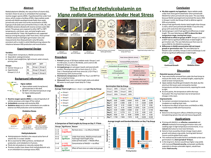 2024 Thermo Fisher JIC Finalist Sophia Hou poster: The Effect of Methylcobalamin on Vigna radiata Germination Under Heat Stress