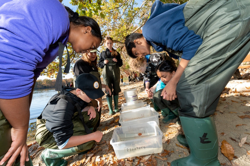 The purple team catalogues aquatic lifeforms they found while seining.