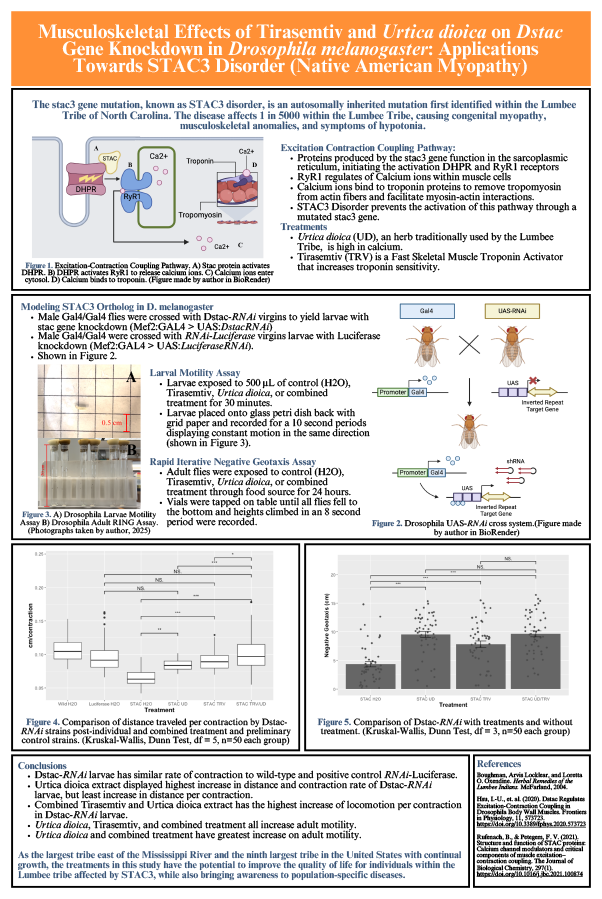 2025 Science Talent Search Finalist Ava Grace Cummings Poster: Effects of Tirasemtiv and Urtica dioica on dstac Gene Knockdown in Drosophila melanogaster