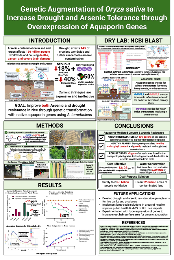 2025 Science Talent Search Finalist Prisha Prakash Bhat Poster: Developing Robust Rice Crops That Withstand Combined Drought and Arsenic Stress