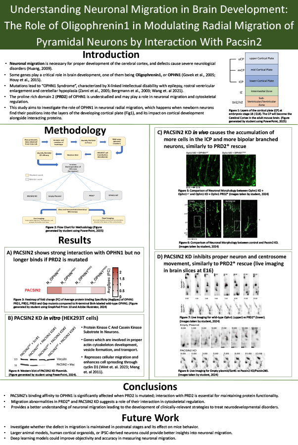 2025 Science Talent Search Finalist Ishana Chadha Poster: Oligophrenin1 Modulates Radial Migration of Pyramidal Neurons by Interaction with PACSIN2