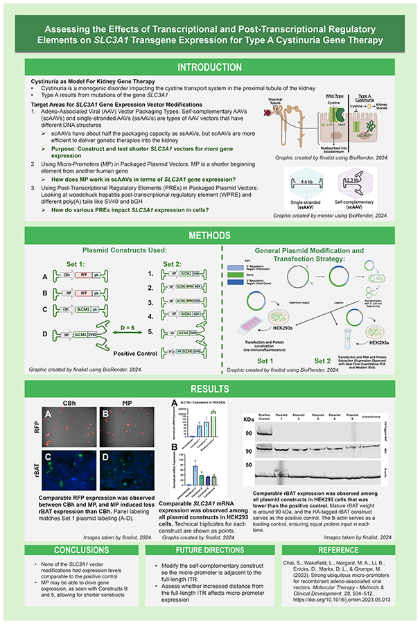 2025 Science Talent Search Finalist Lena Zewdu Feleke Poster: Impact of Transcriptional Elements on SLC3A1 Transgene Expression for Type A Cystinuria Gene Therapy