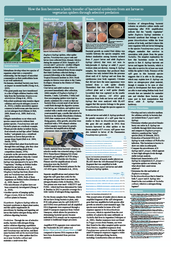 2025 Science Talent Search Finalist Yurai Gutierrez Morales Poster: Vegetarian Spiders Acquire Their Bacterial Symbionts Through Predation of Ant Larvae