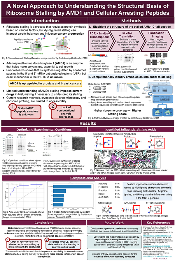Understanding the Structural Basis of Ribosome Stalling by Cellular Arresting Peptides