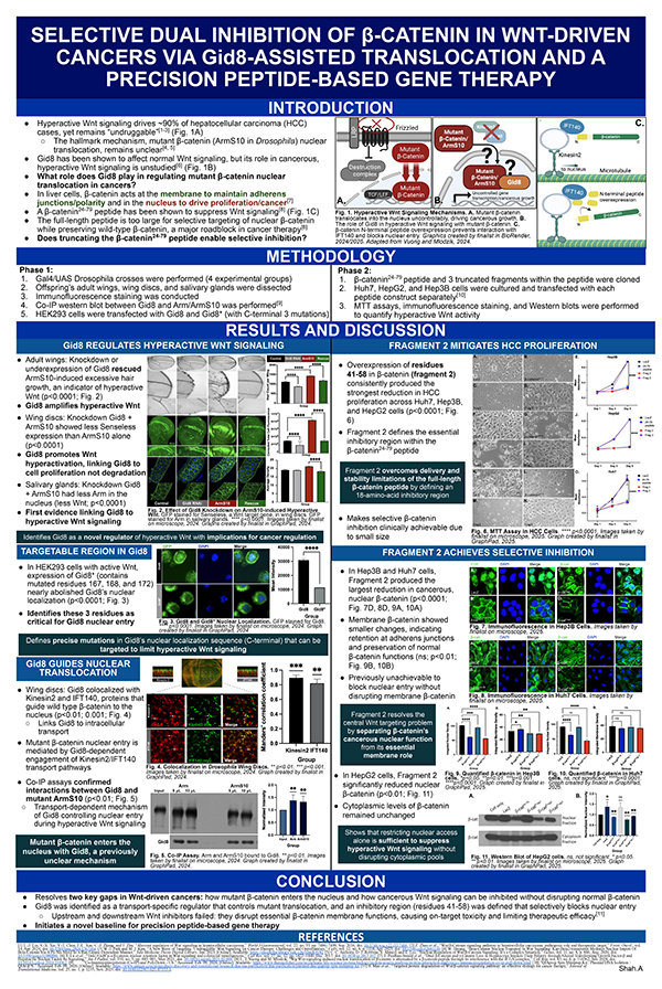 Selective Dual Inhibition of β-Catenin in Wnt-Driven Cancers via Gid8-Assisted Translocation and a Precision Peptide-Based Gene Therapy